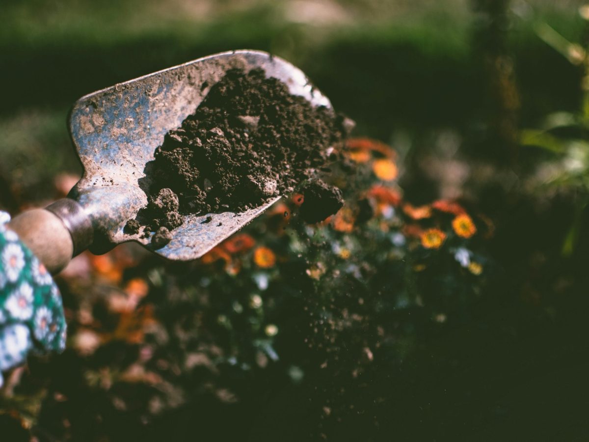Close-up of a gardening shovel with soil, surrounded by vibrant blooms in an outdoor garden setting.